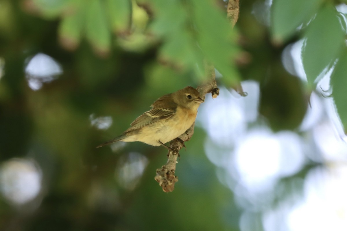 Lazuli Bunting - ML640661288