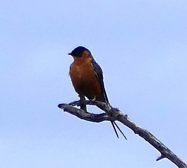 Rufous-chested Swallow - ML640661552