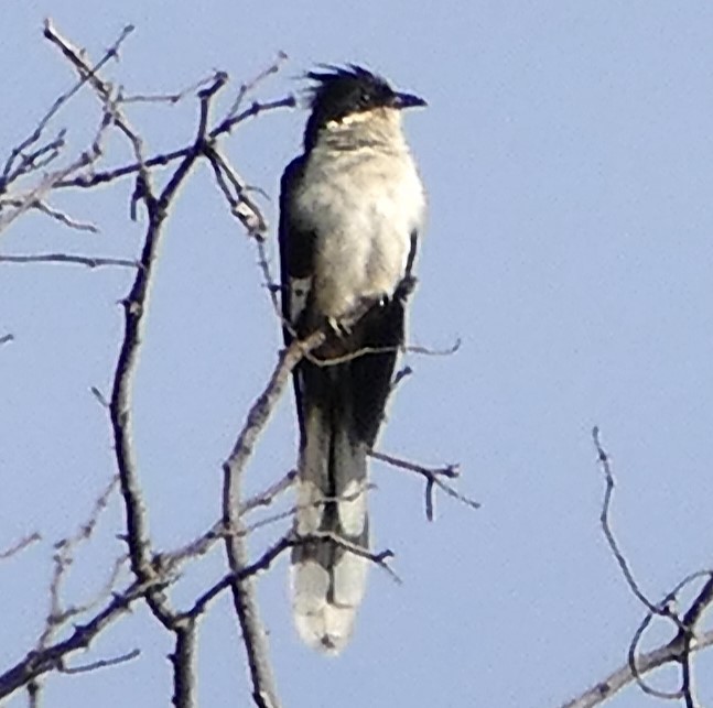 Pied Cuckoo - ML640661616