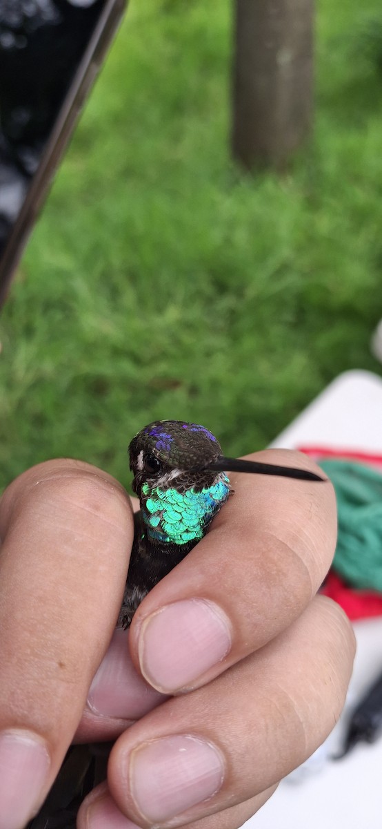 Rivoli's Hummingbird - ML640661618