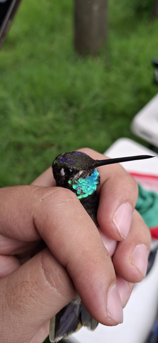 Rivoli's Hummingbird - ML640661619