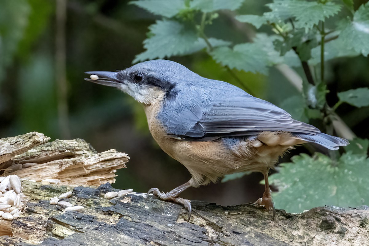 Garrapo eurasiarra - ML640661636