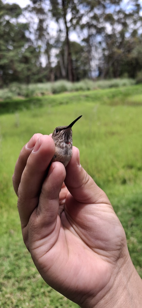 Broad-tailed Hummingbird - ML640661638