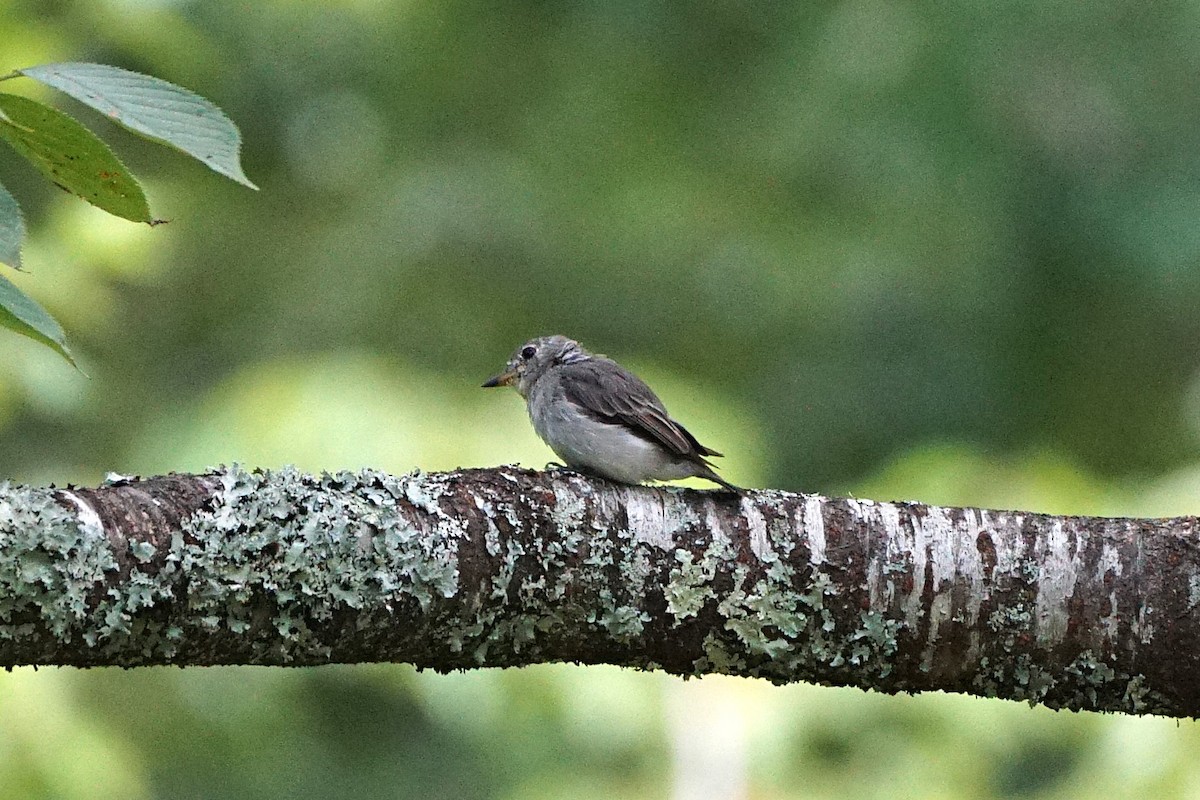 寬嘴鶲 - ML640661640