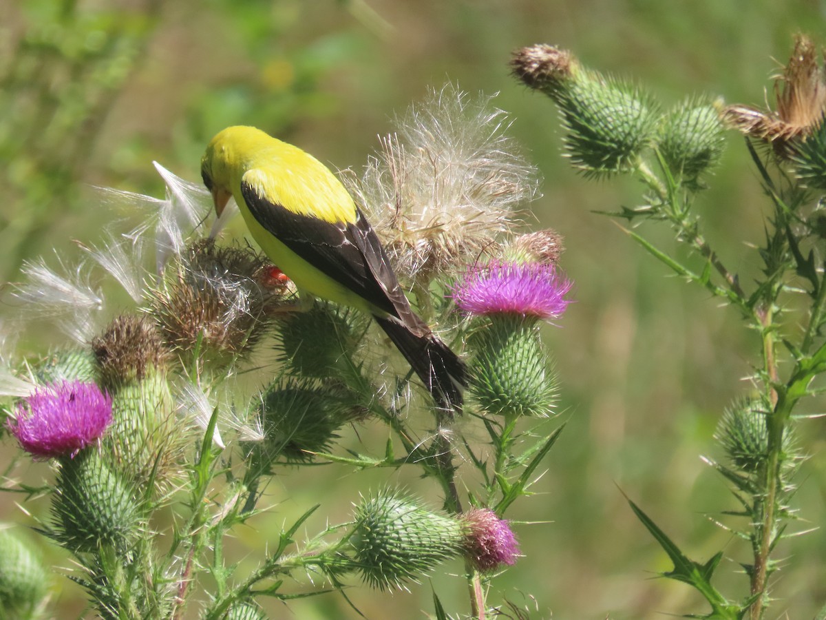 American Goldfinch - ML640661661