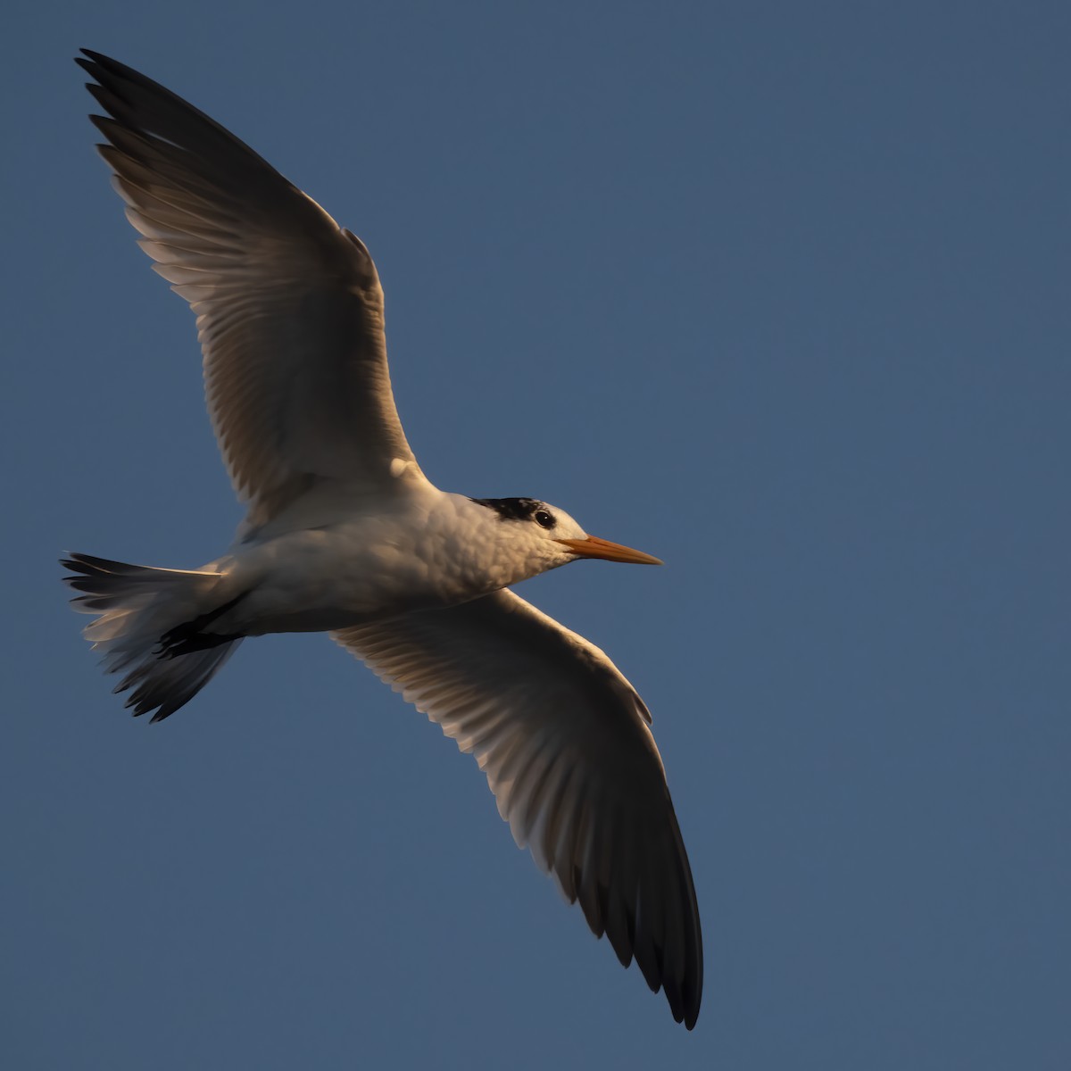 Elegant Tern - ML640661809