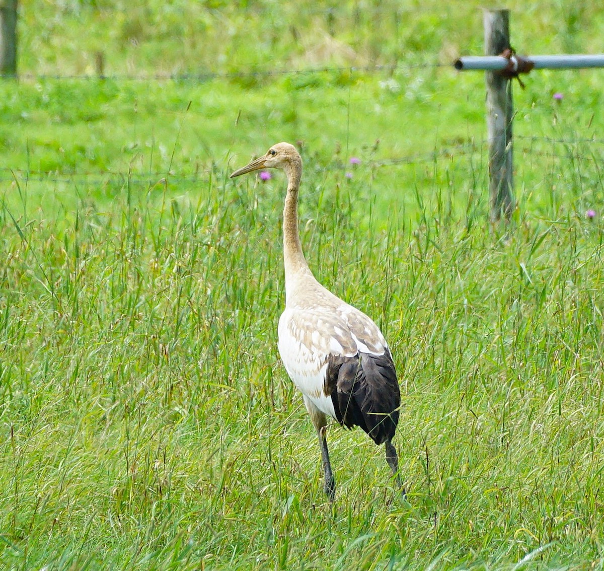 Red-crowned Crane - ML640661859
