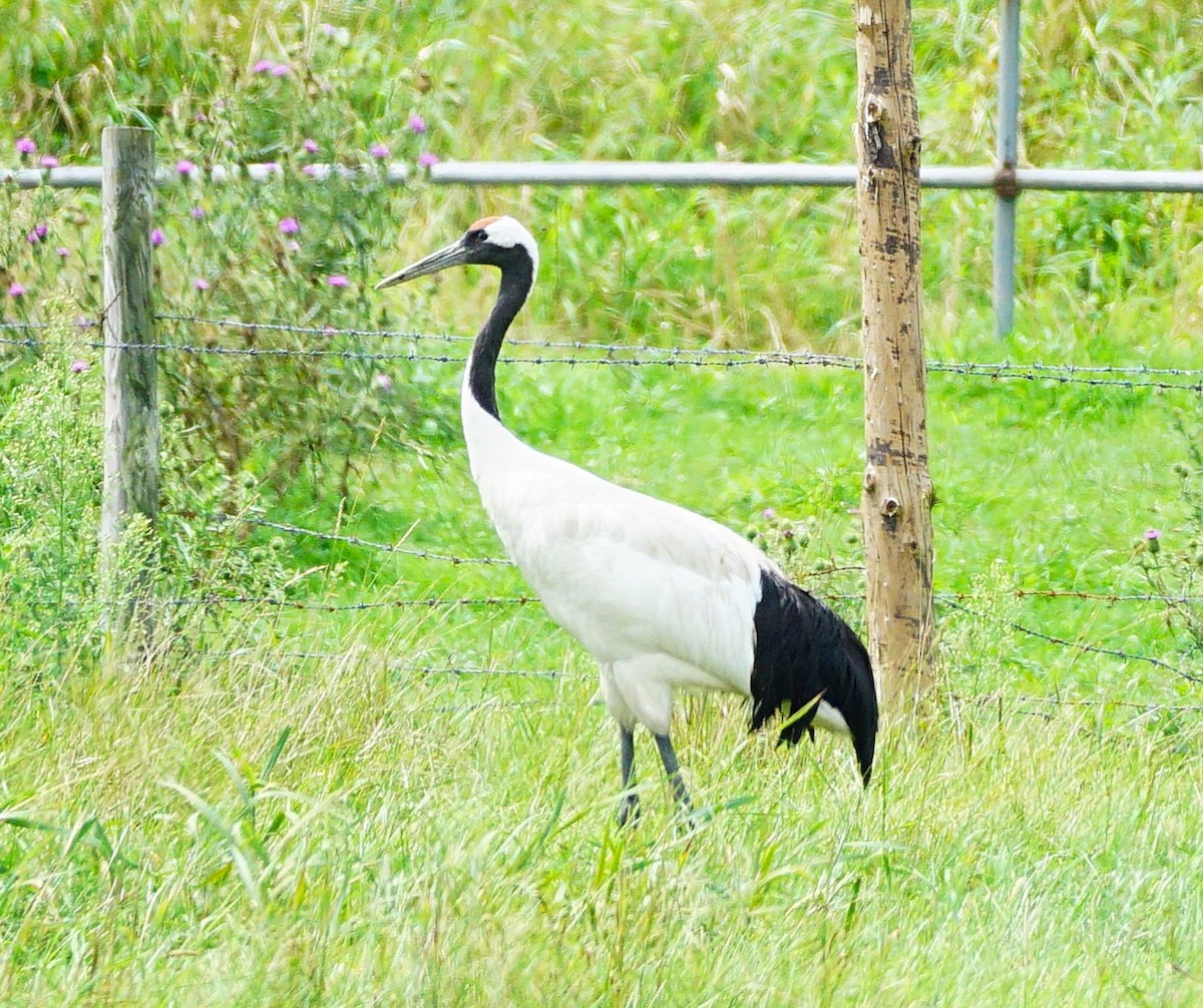 Red-crowned Crane - ML640661860