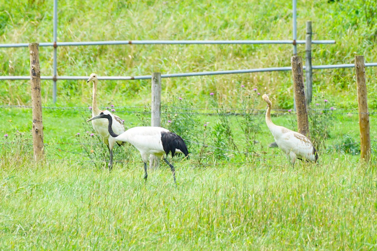 Red-crowned Crane - ML640661861