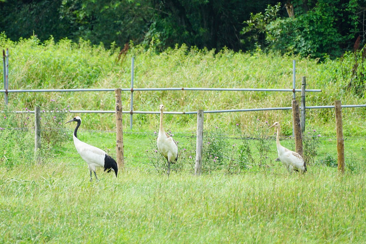 Red-crowned Crane - ML640661862