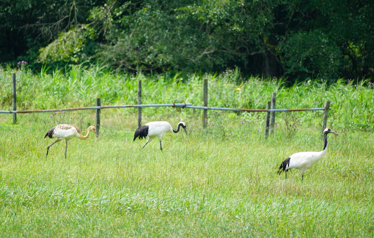 Red-crowned Crane - ML640661863