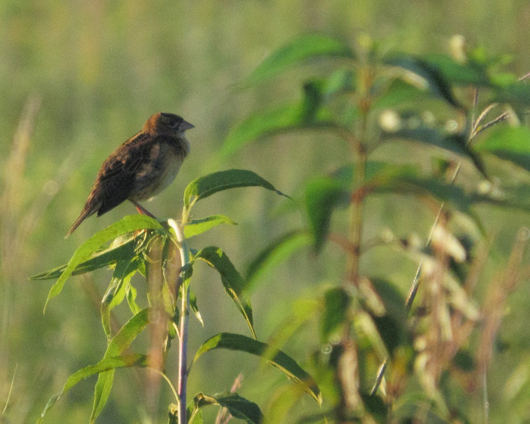Goglu des prés - ML640661876