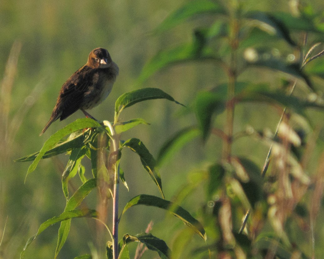 Goglu des prés - ML640661879