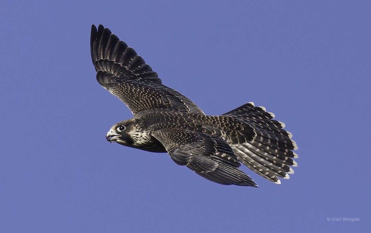 Wanderfalke - ML640661894