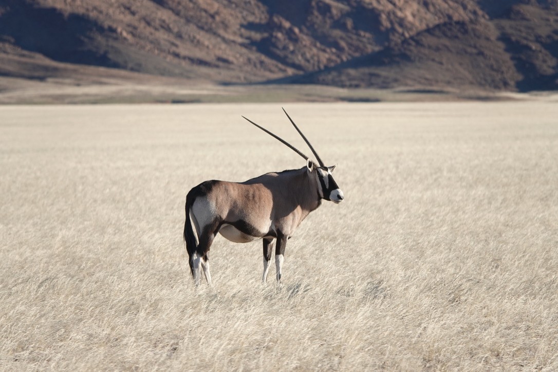 Gemsbok - ML640661896