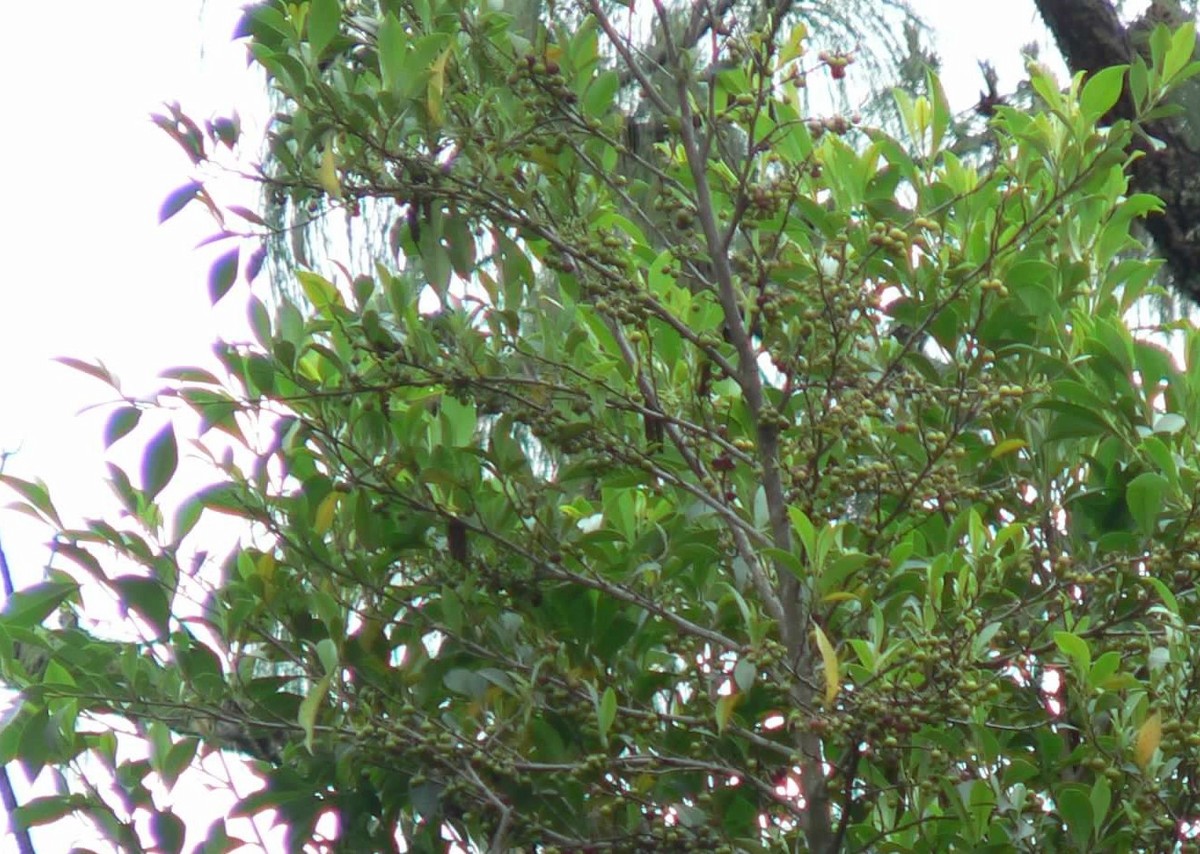 Rufous-collared Robin - ML640661959