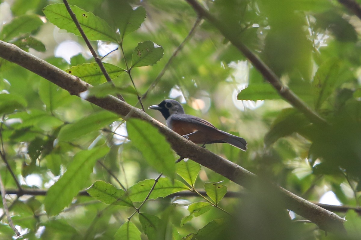 Black-faced Monarch - ML640662202