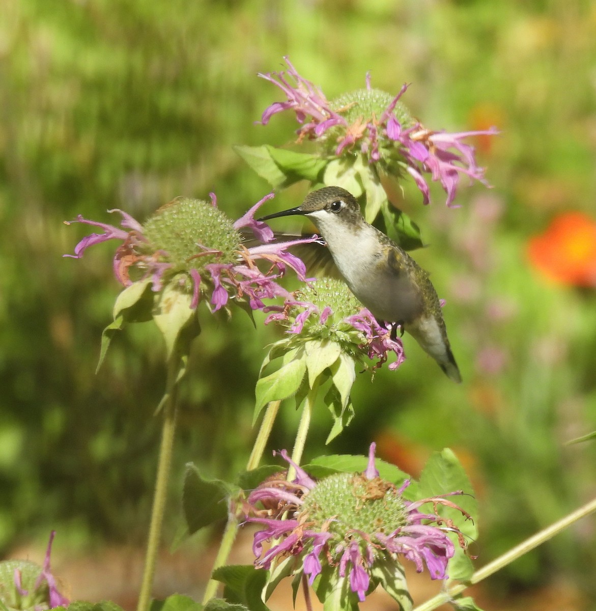 Ruby-throated Hummingbird - ML640662272
