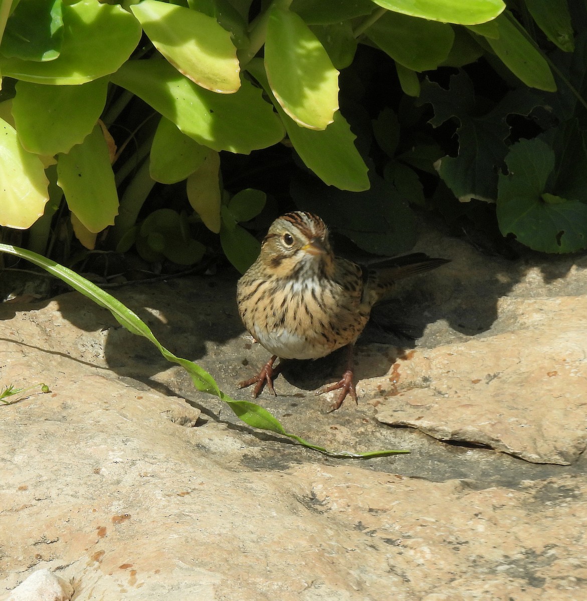Lincoln's Sparrow - ML640662282