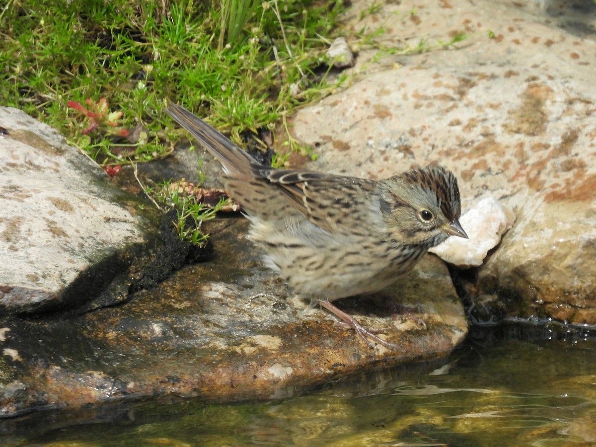 Lincoln's Sparrow - ML640662283