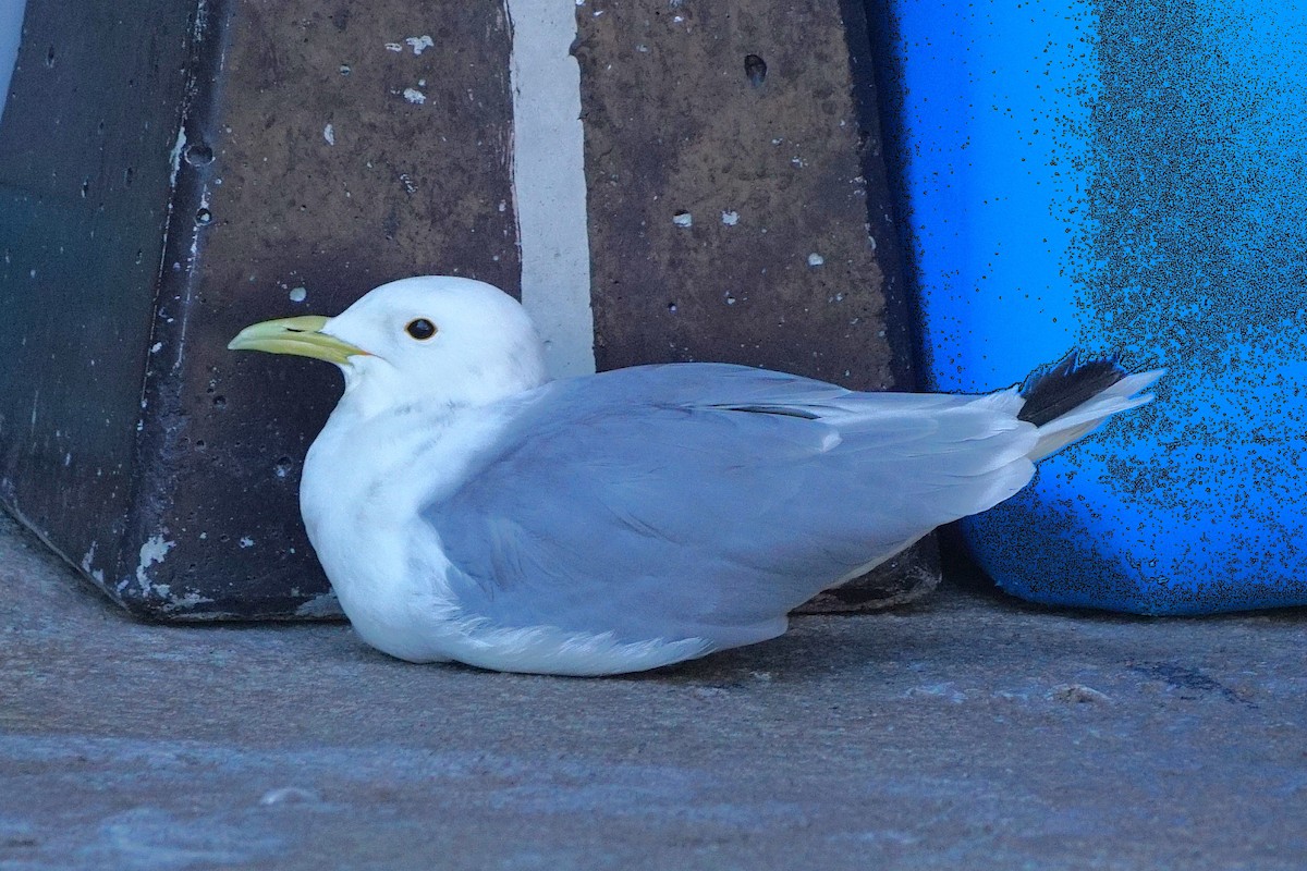 三趾鷗 - ML640662297