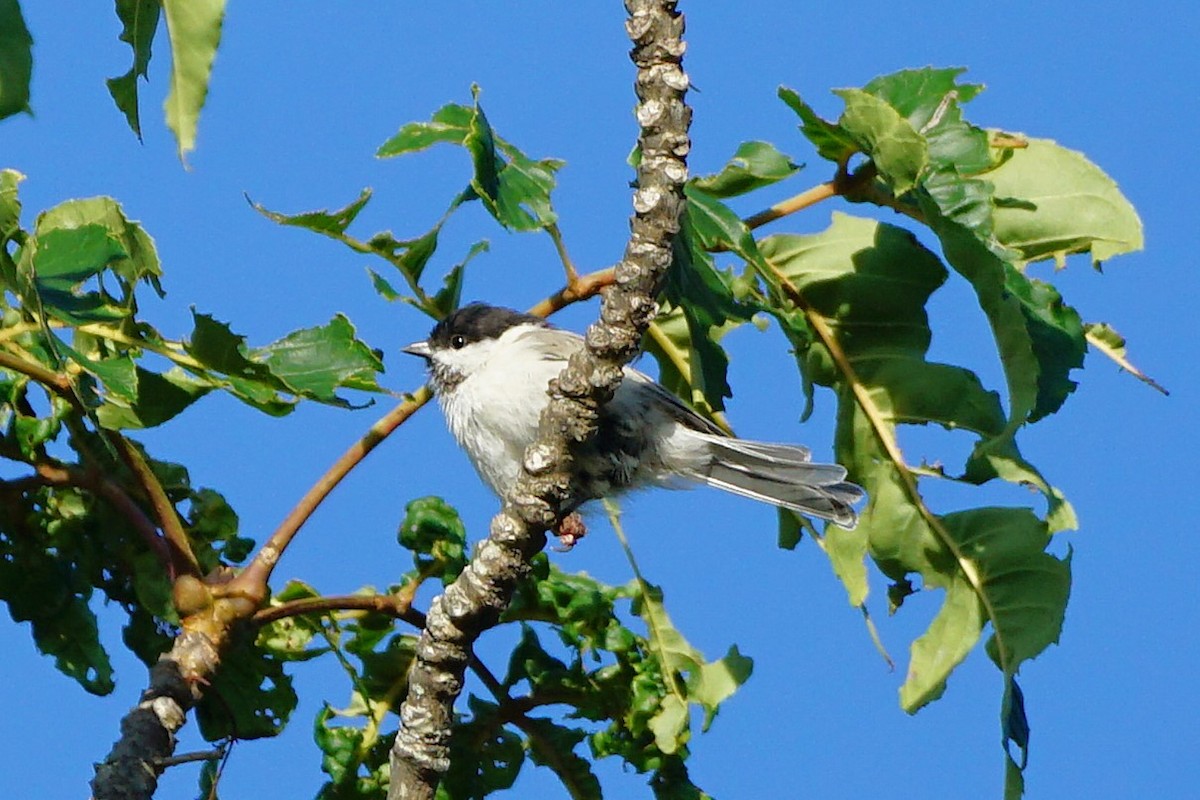 Marsh Tit - ML640662309