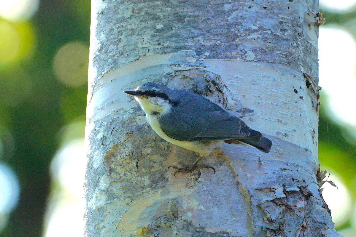 茶腹鳾 - ML640662321