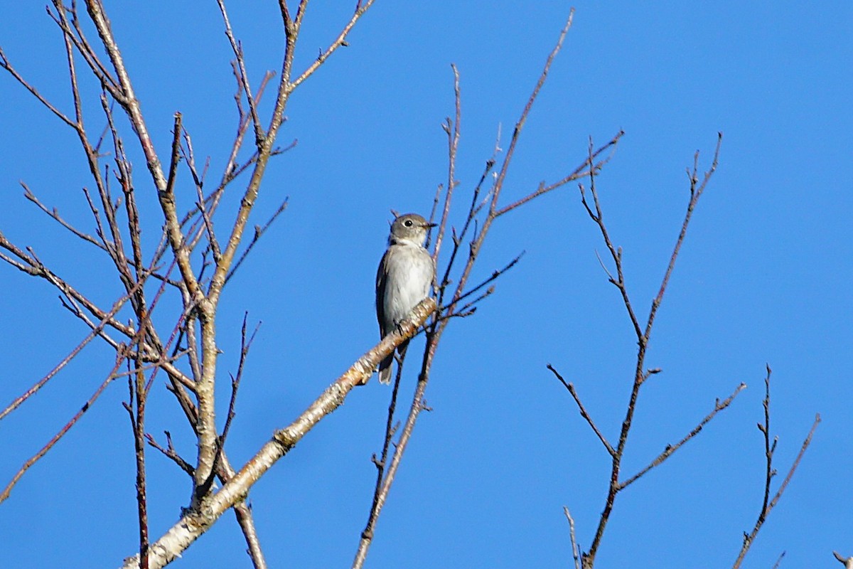 寬嘴鶲 - ML640662324