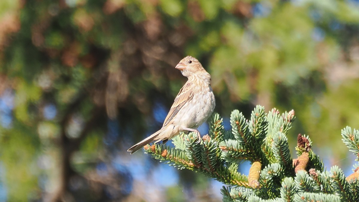House Finch - ML640662326