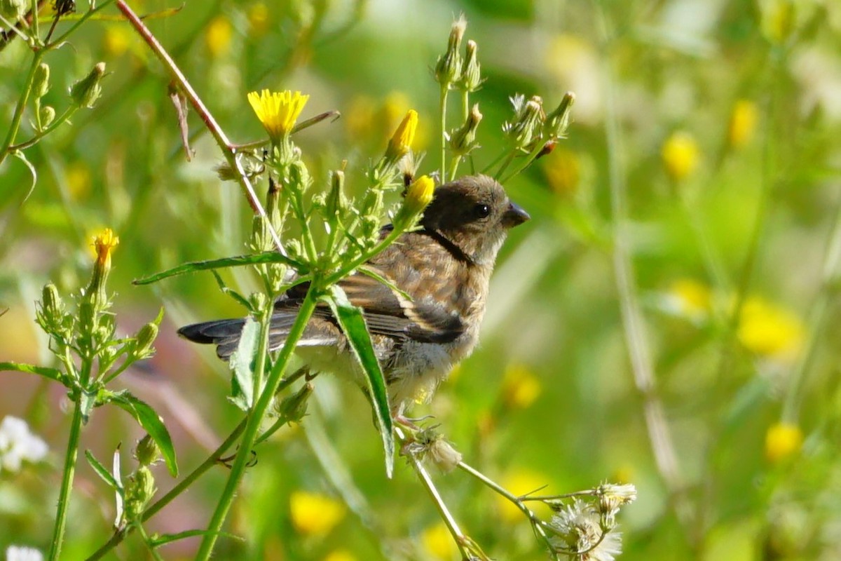 Asian Rosy-Finch - ML640662327