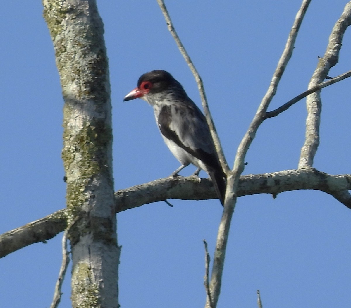Black-tailed Tityra - ML640662331