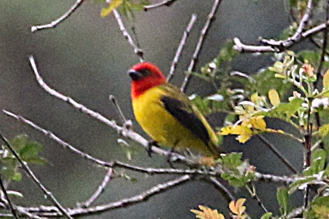 Red-hooded Tanager - ML640662354