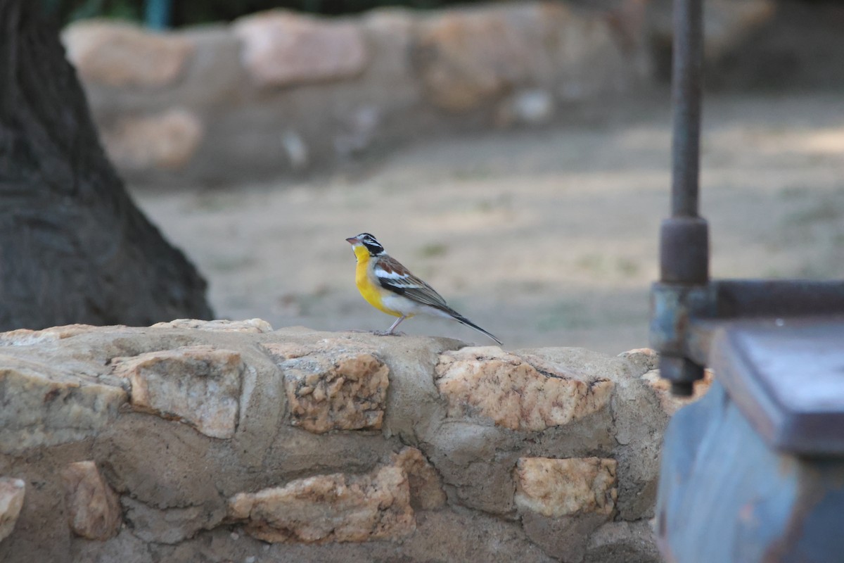 Golden-breasted Bunting - ML640662367