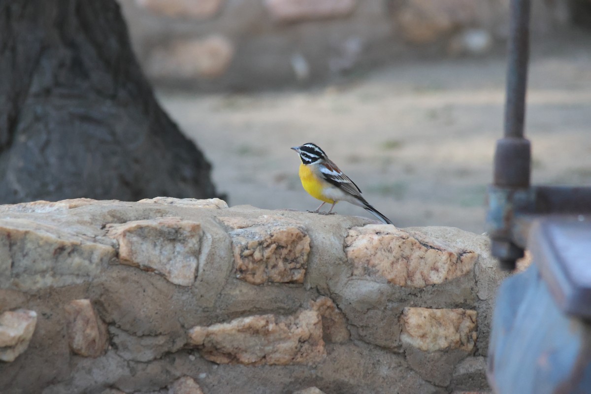 Golden-breasted Bunting - ML640662368