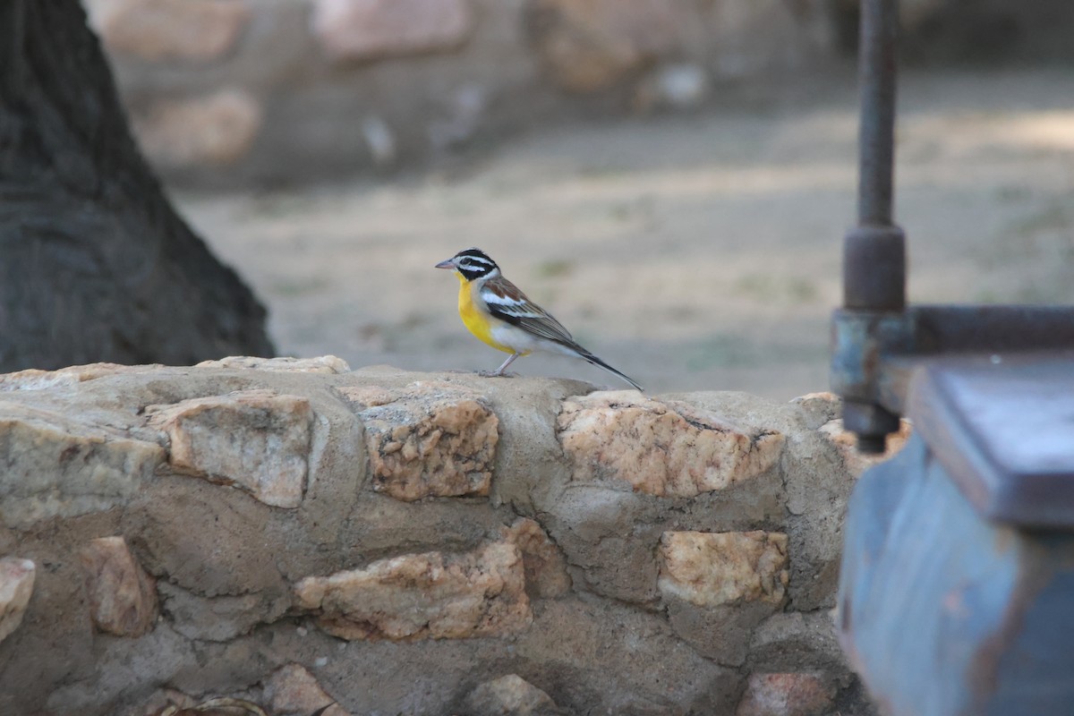 Golden-breasted Bunting - ML640662369