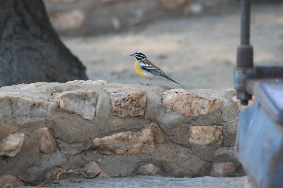 Golden-breasted Bunting - ML640662370