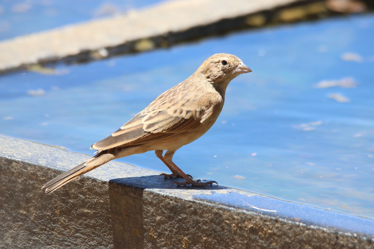 Lark-like Bunting - ML640662409