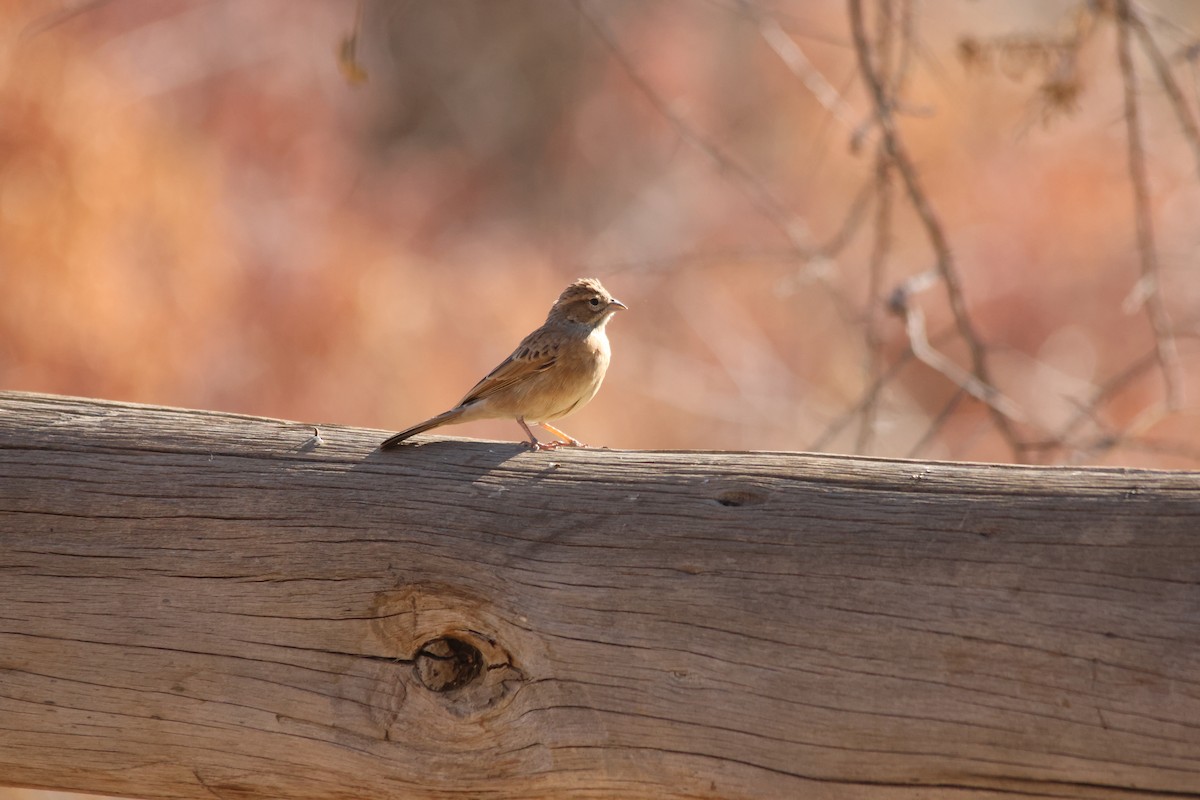 Lark-like Bunting - ML640662419