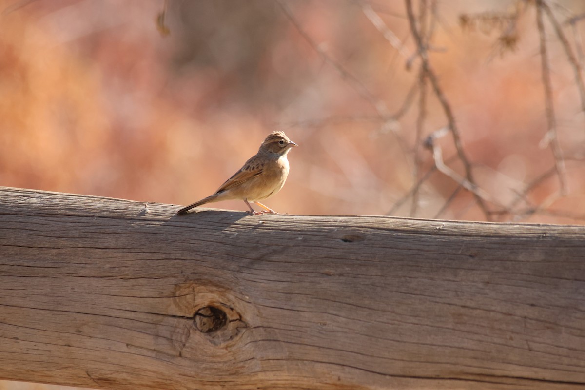 Lark-like Bunting - ML640662420