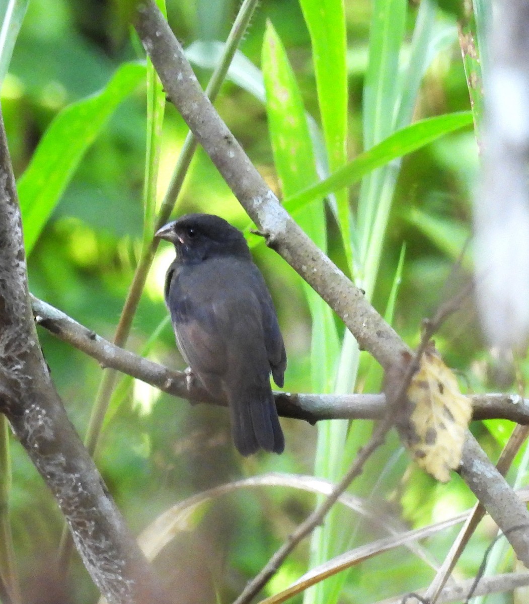 Sooty Grassquit - ML640662422
