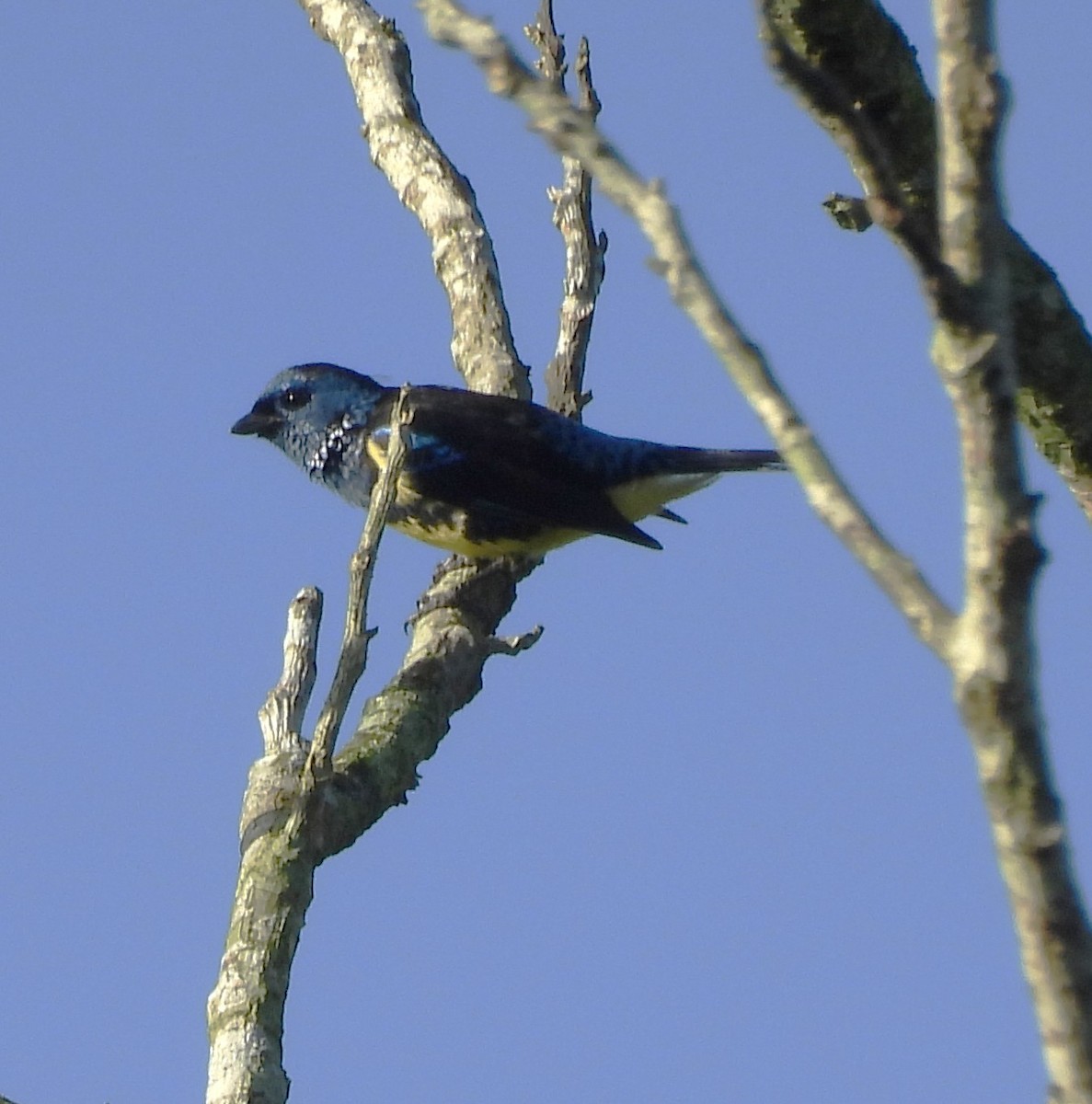 Turquoise Tanager - ML640662455
