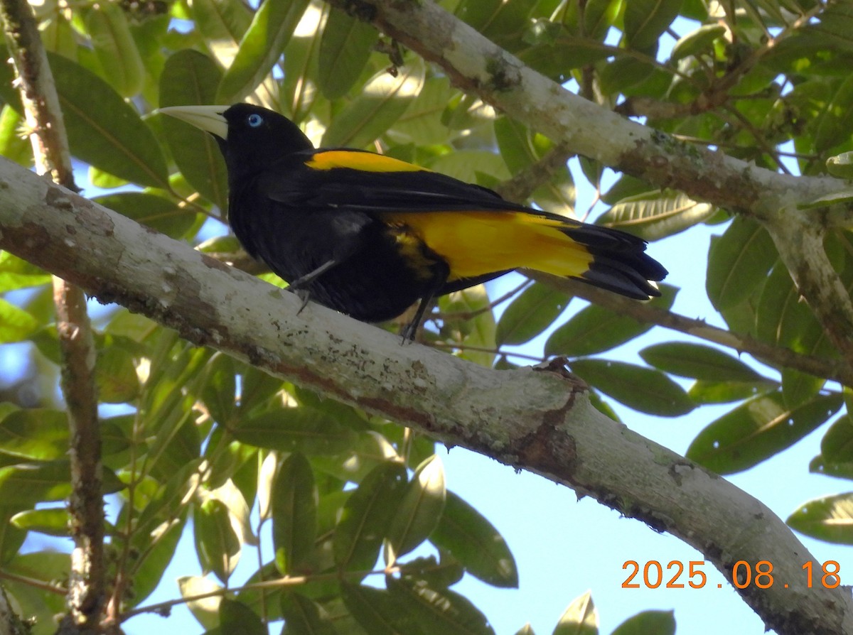 Yellow-rumped Cacique - ML640662482