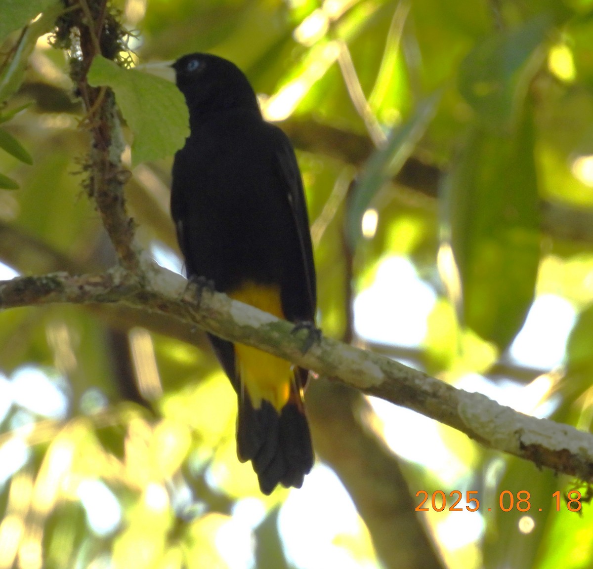 Yellow-rumped Cacique - ML640662483