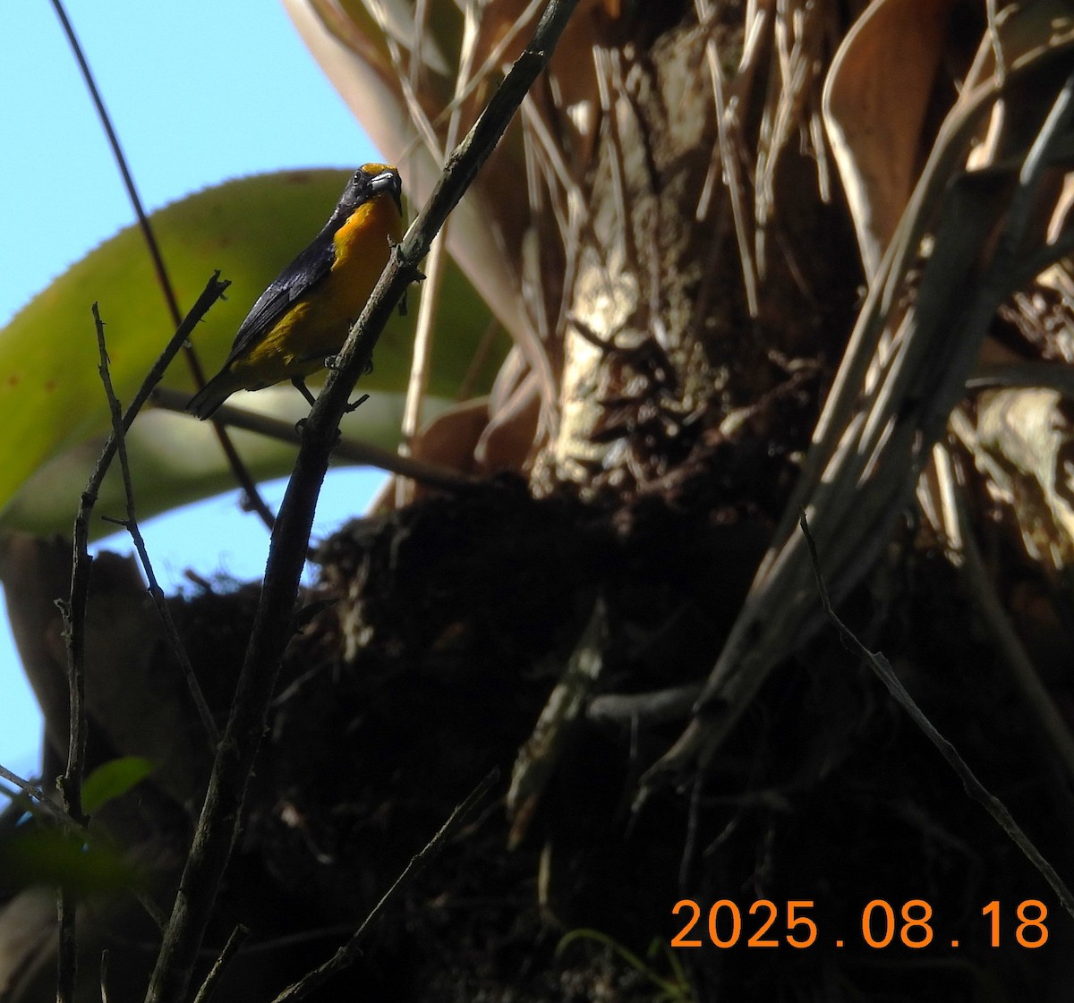 Violaceous Euphonia - ML640662495