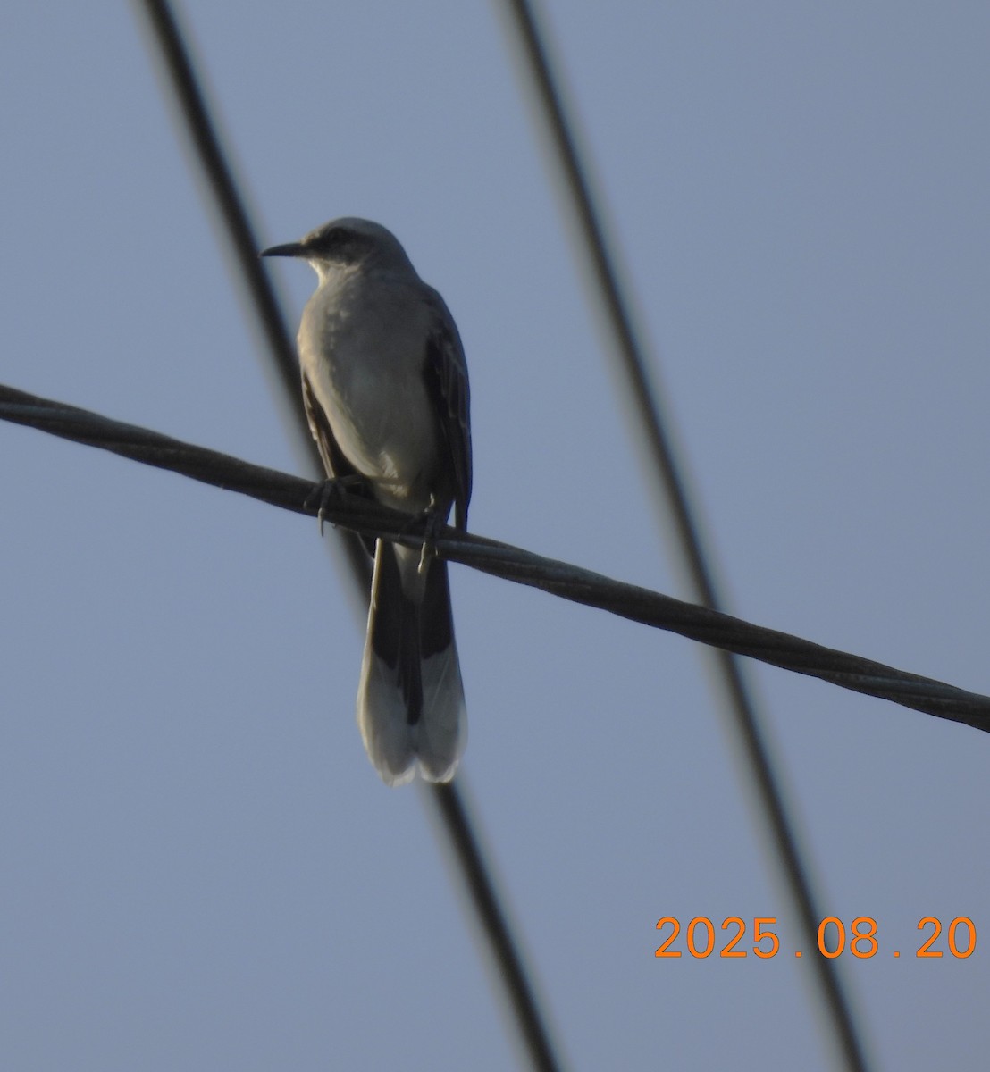 Tropical Mockingbird - ML640662516