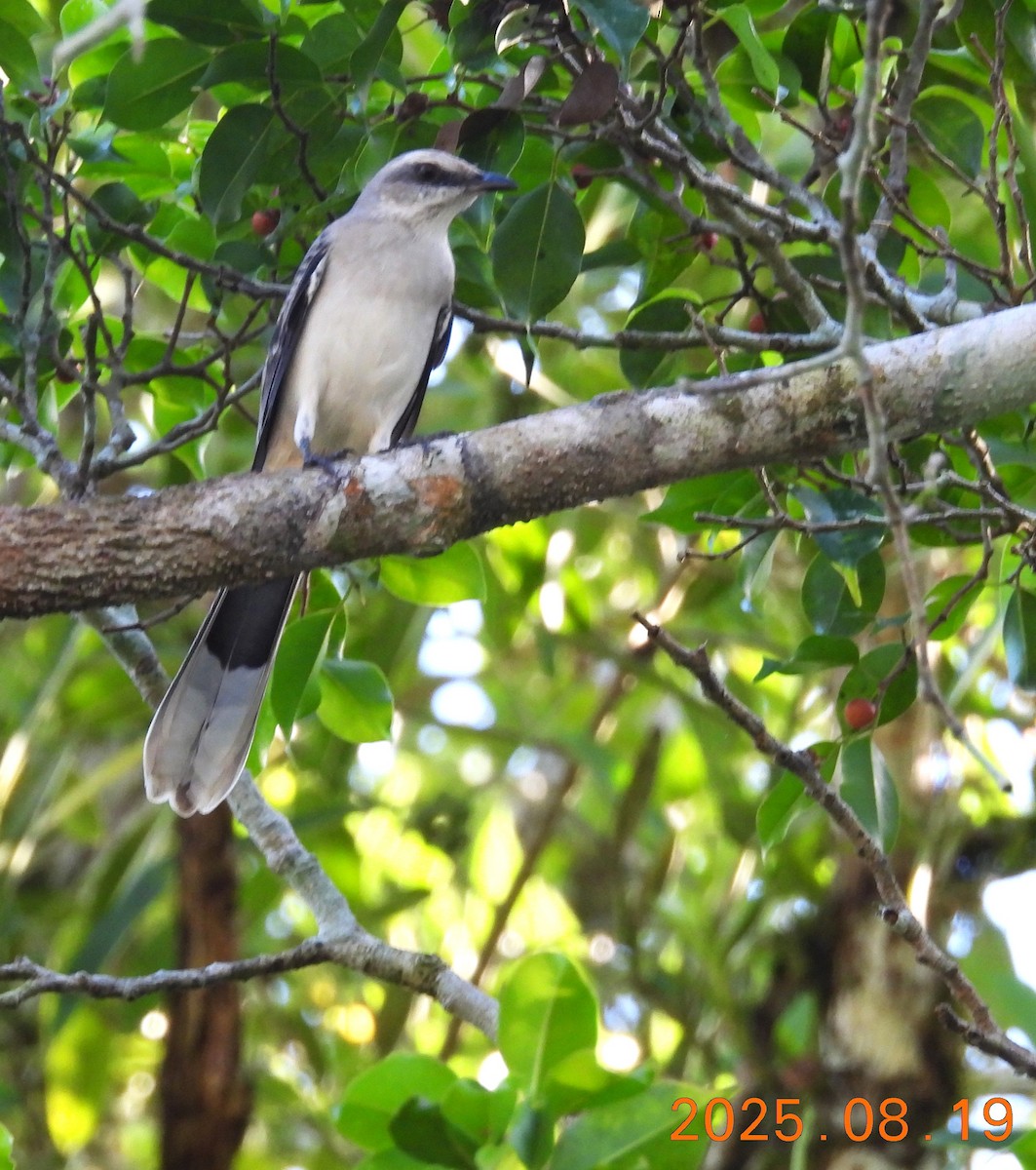 Tropical Mockingbird - ML640662517