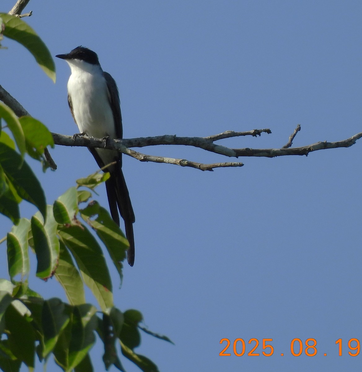 Fork-tailed Flycatcher - ML640662533