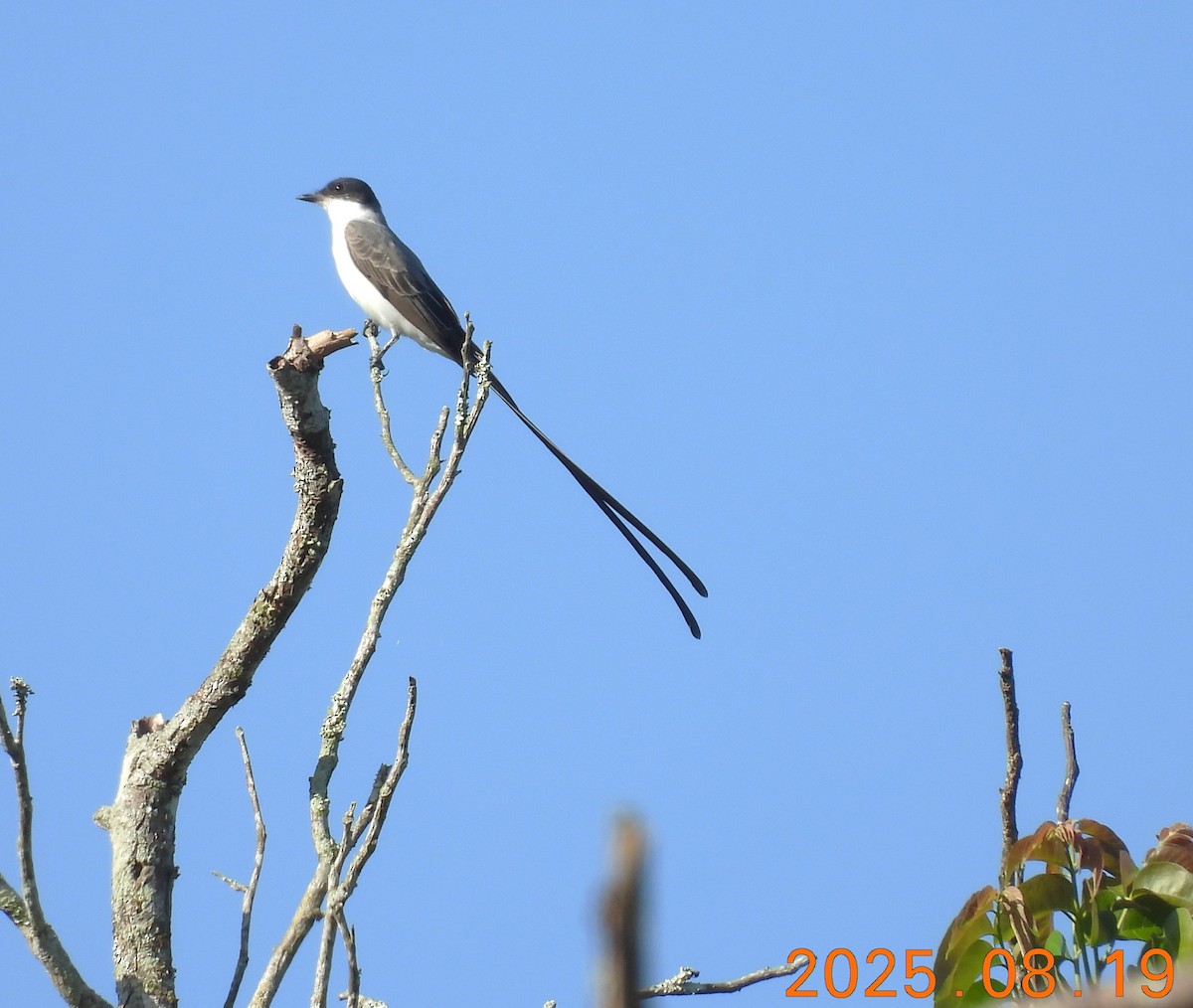 Fork-tailed Flycatcher - ML640662534