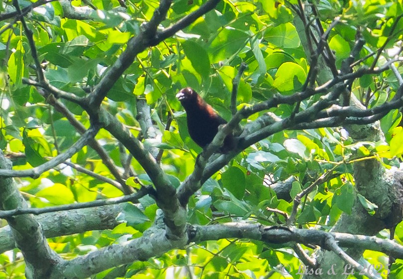 Chestnut-breasted Nigrita - ML640662591