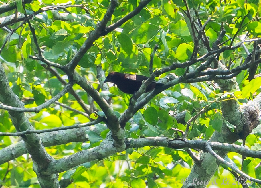 Chestnut-breasted Nigrita - ML640662592